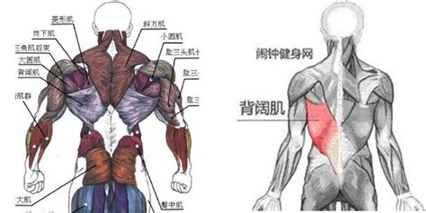 後背長毛